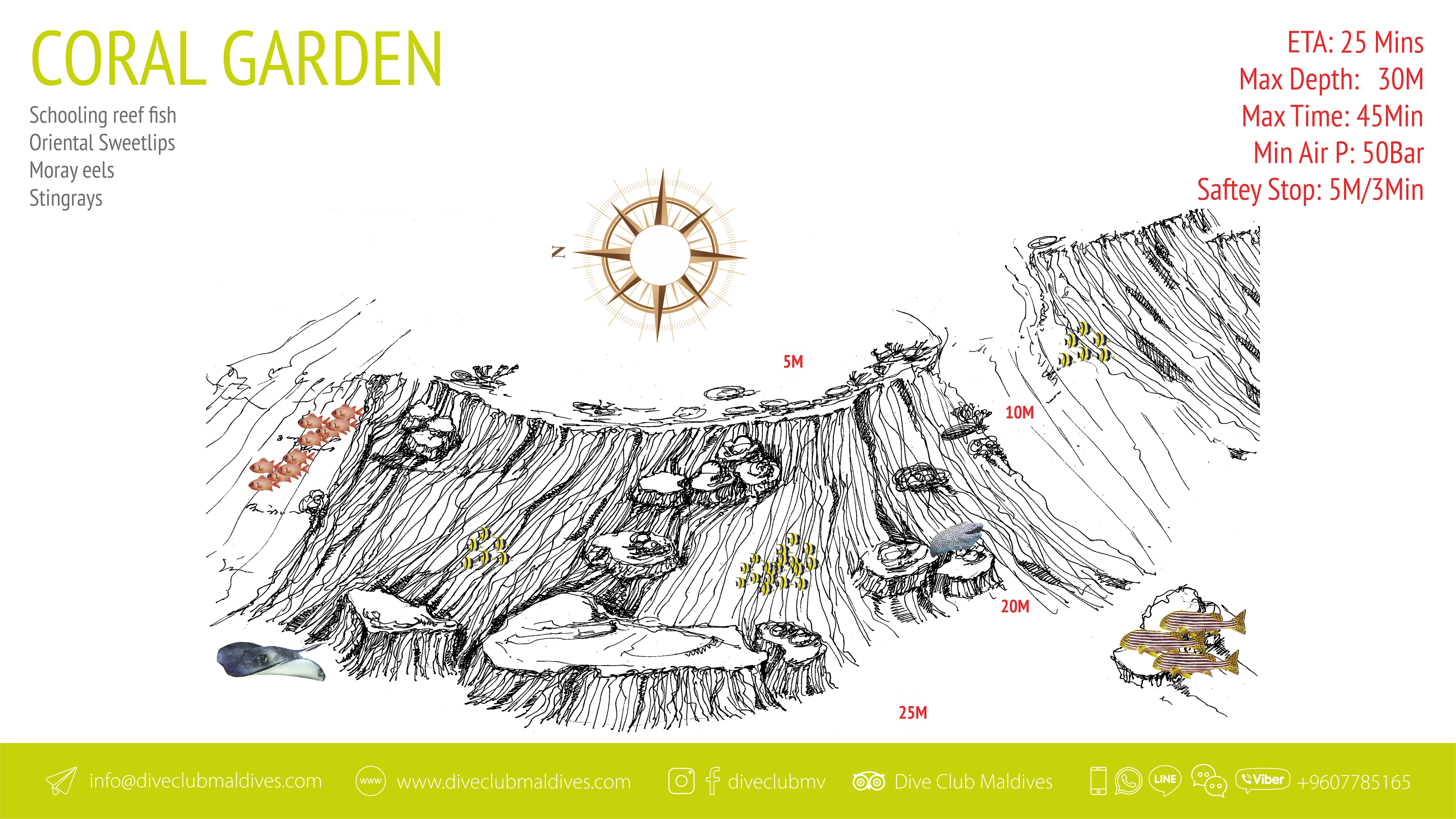 Coral Garden