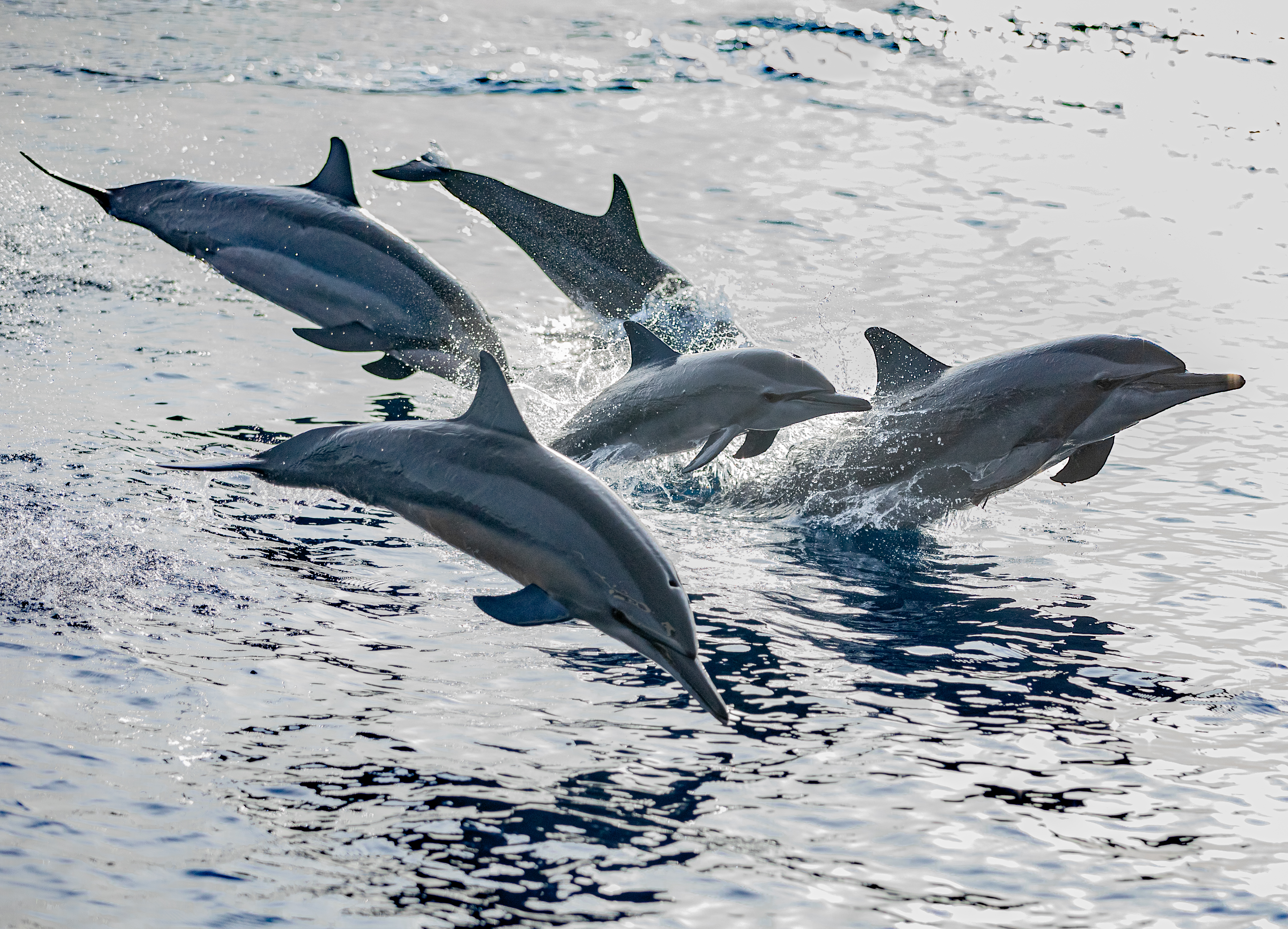 Snorkeling + Dolphin + Fishing & BBQ