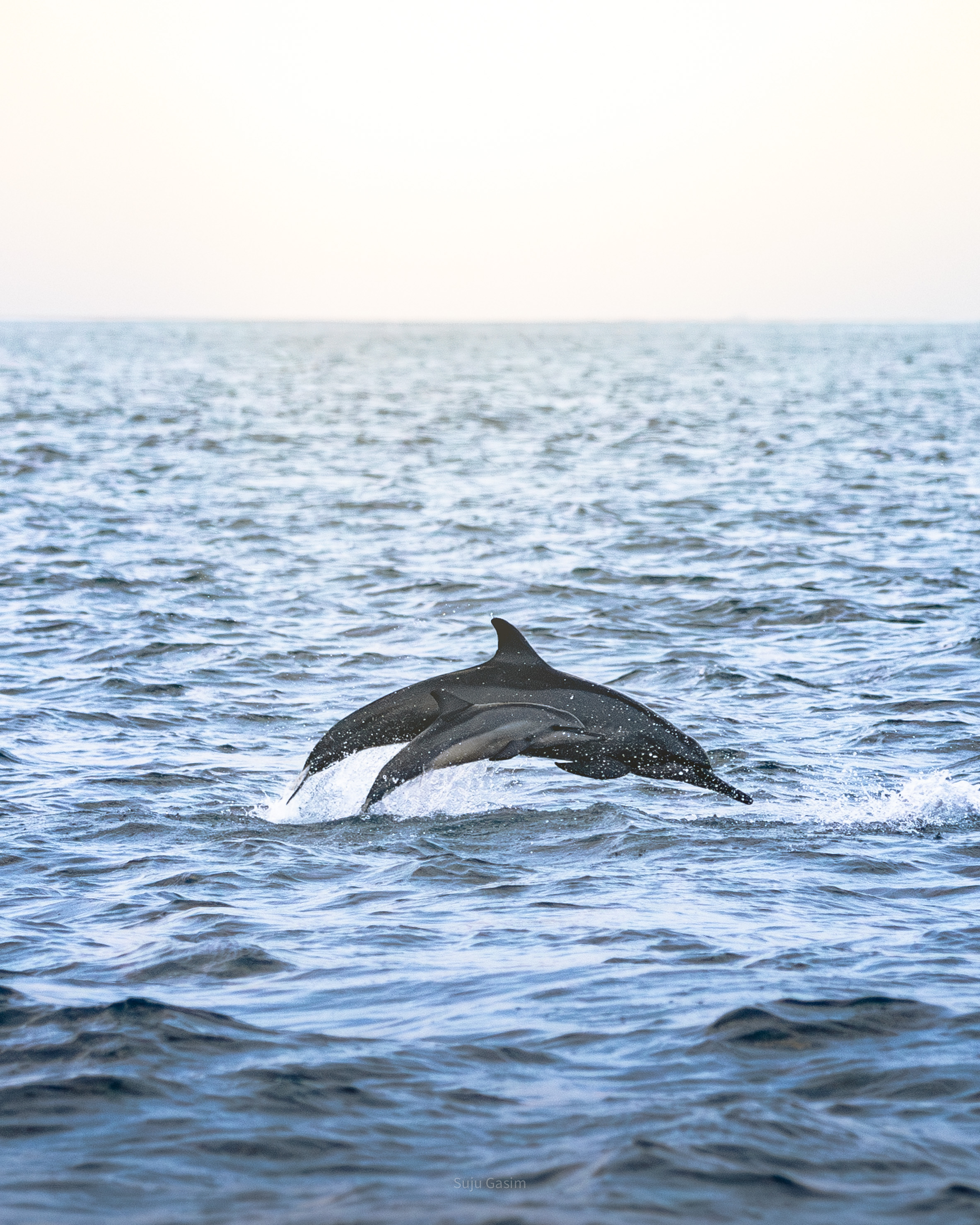 Dolphin Watching + Fishing & BBQ