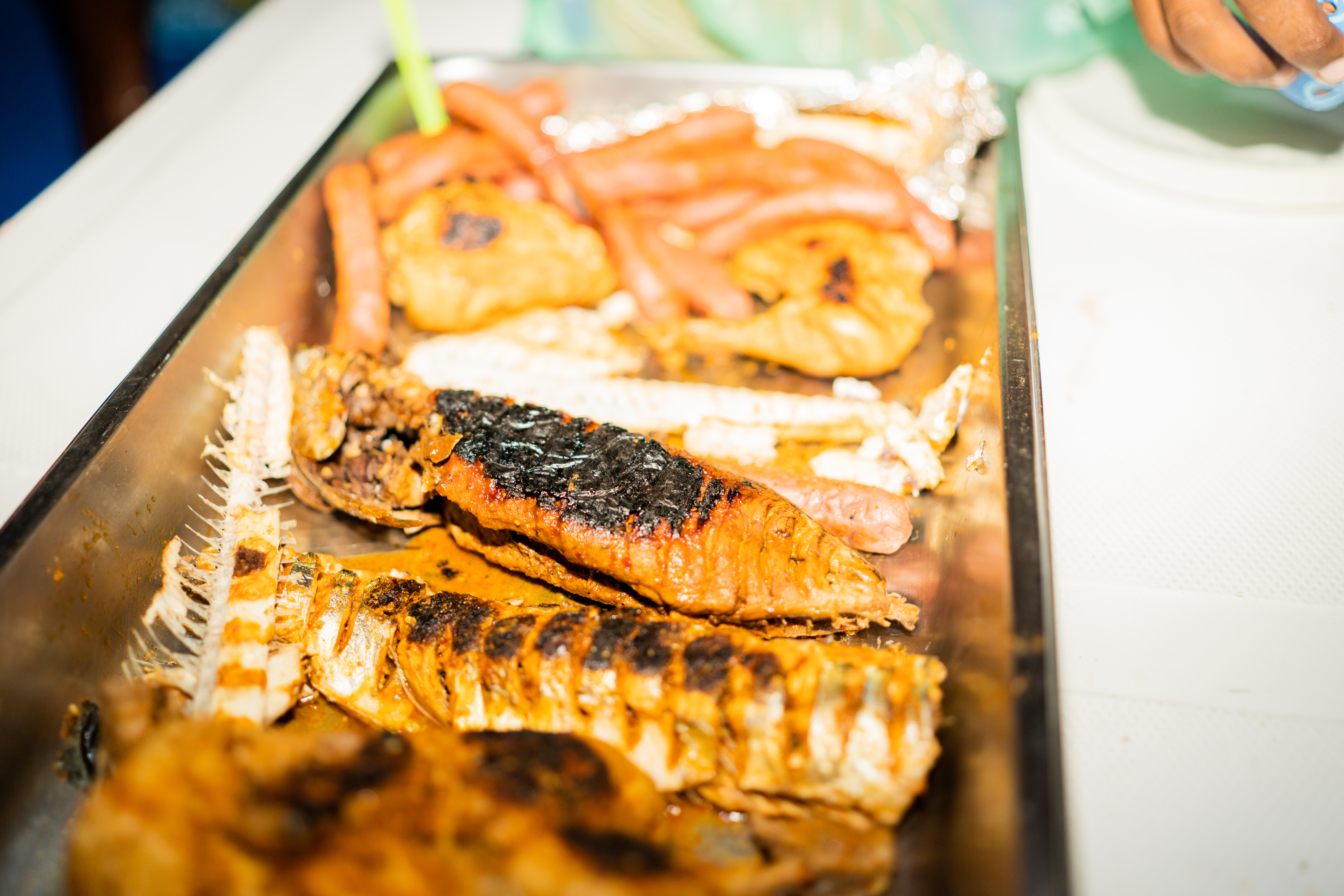 Dolphin Watching + Fishing & BBQ