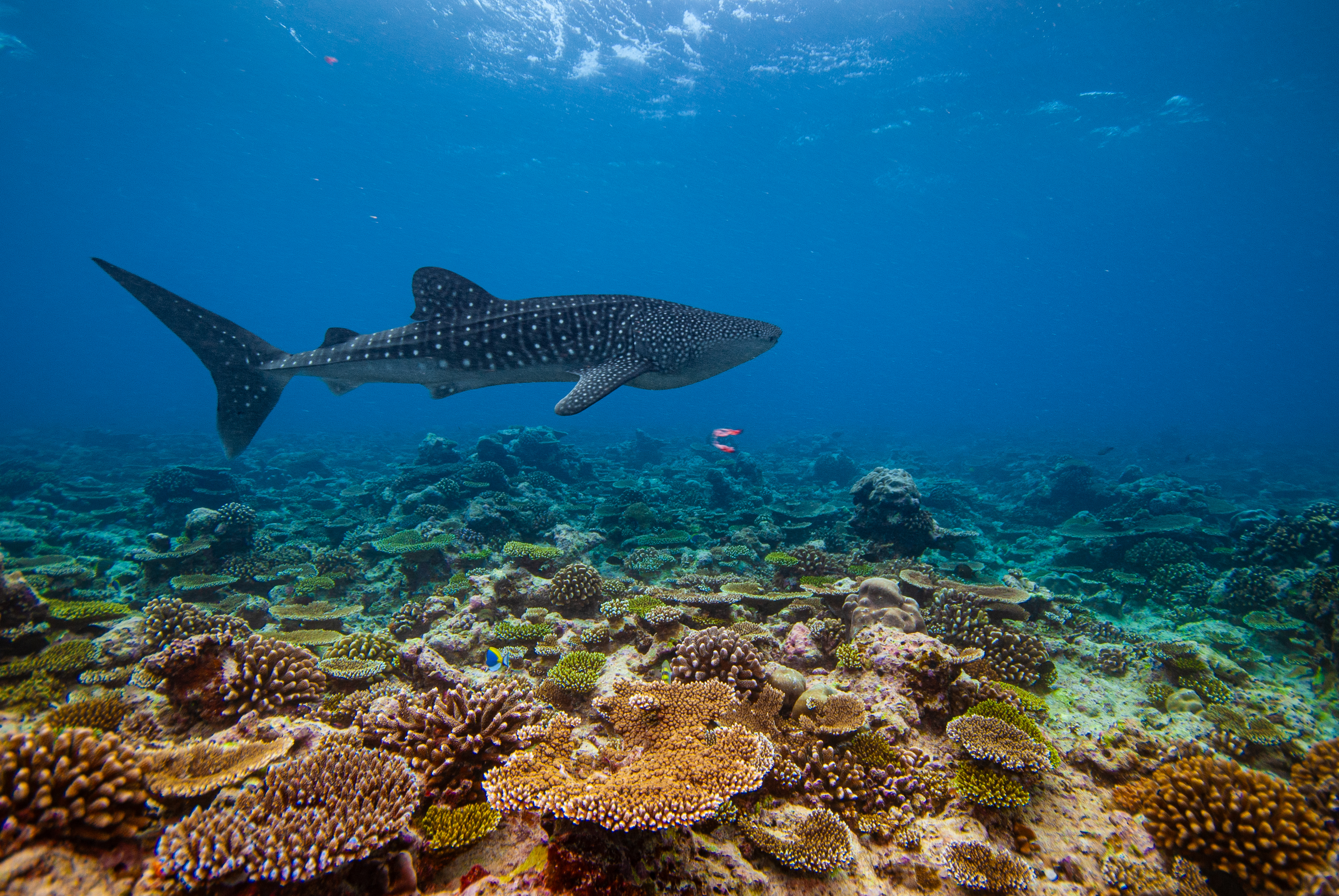 Whale Shark Quest (3 nights in south ari)