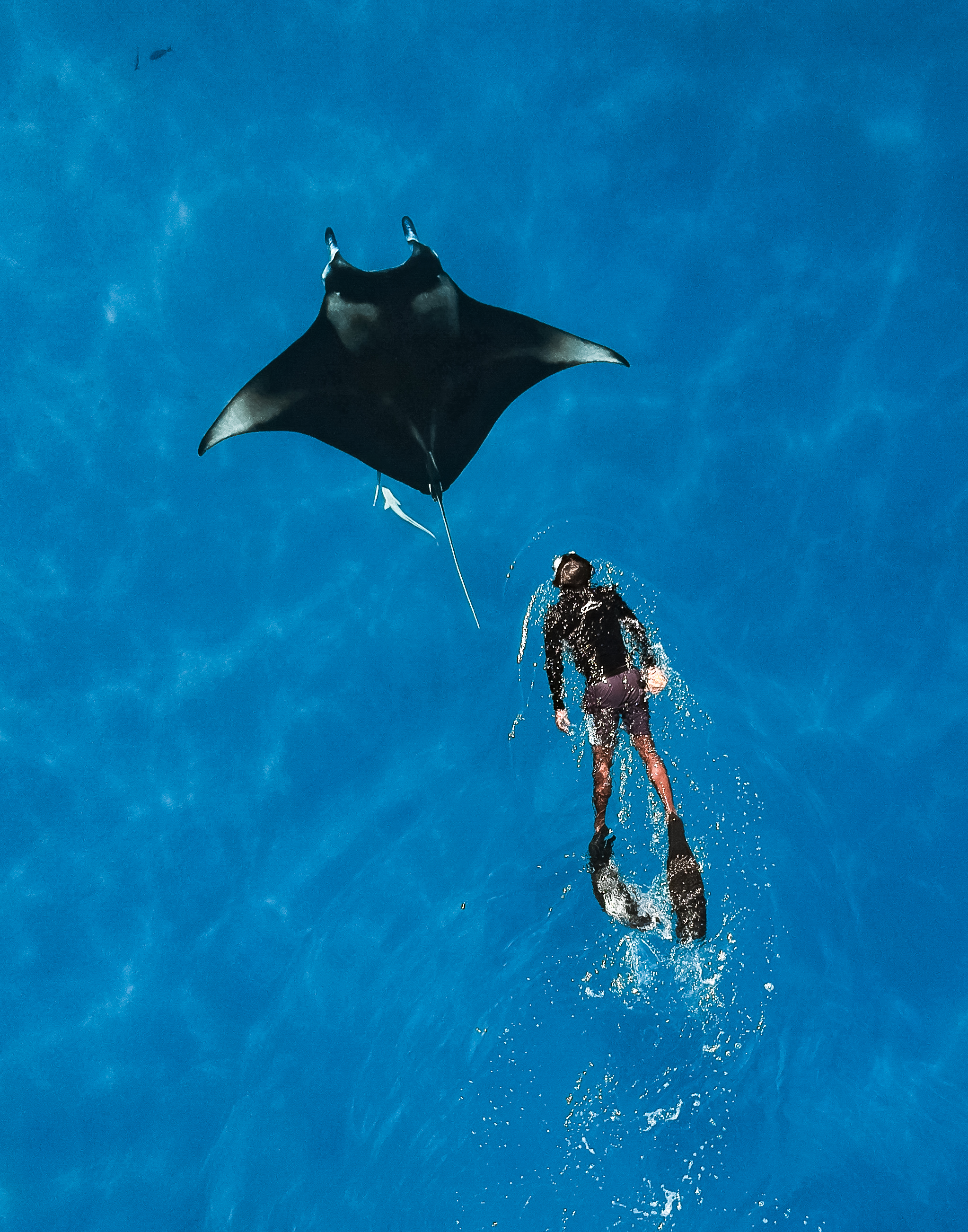 Manta Snorkling
