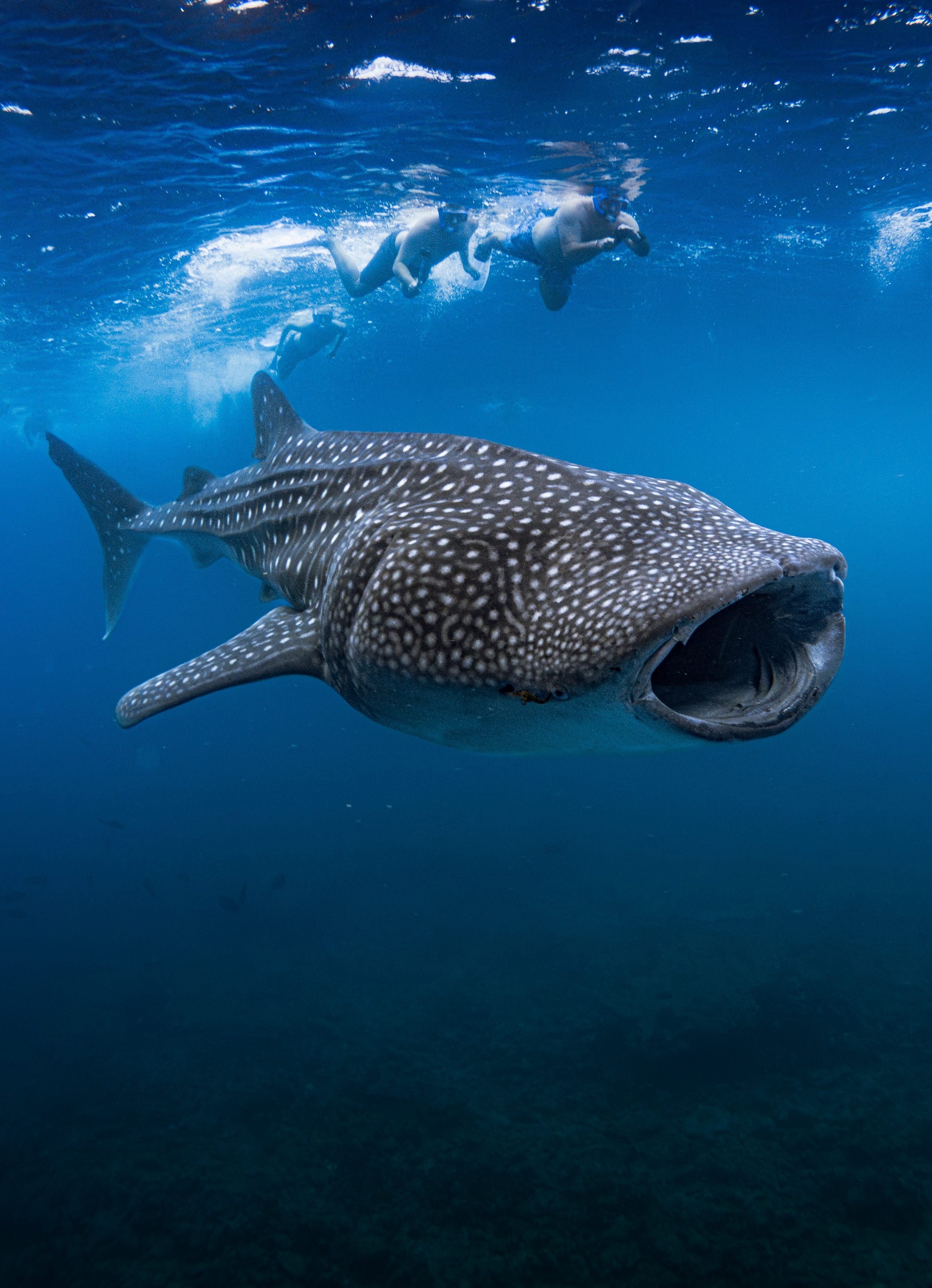 SAMPA Whale Shark Expedition