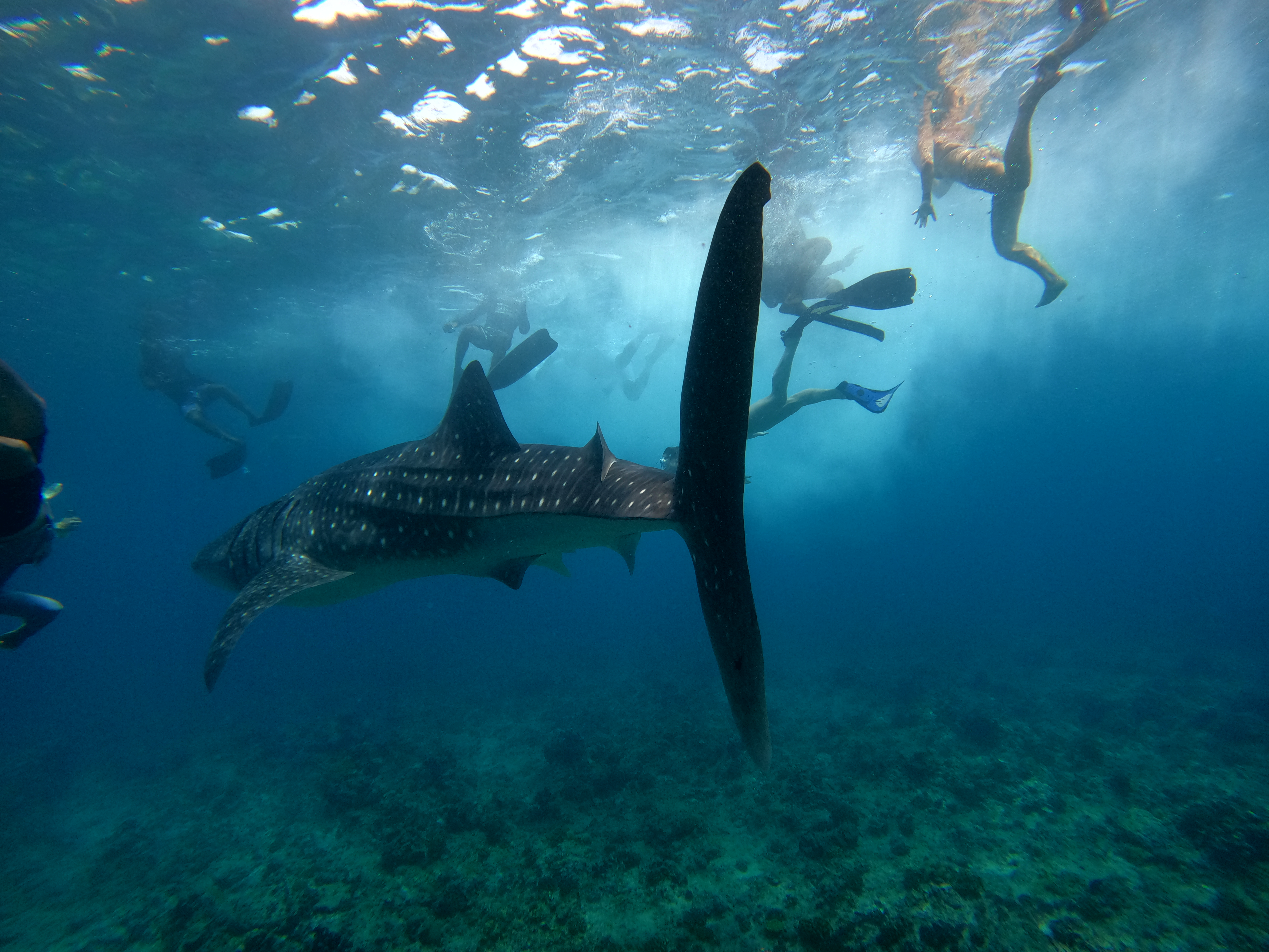 SAMPA Whale Shark Expedition