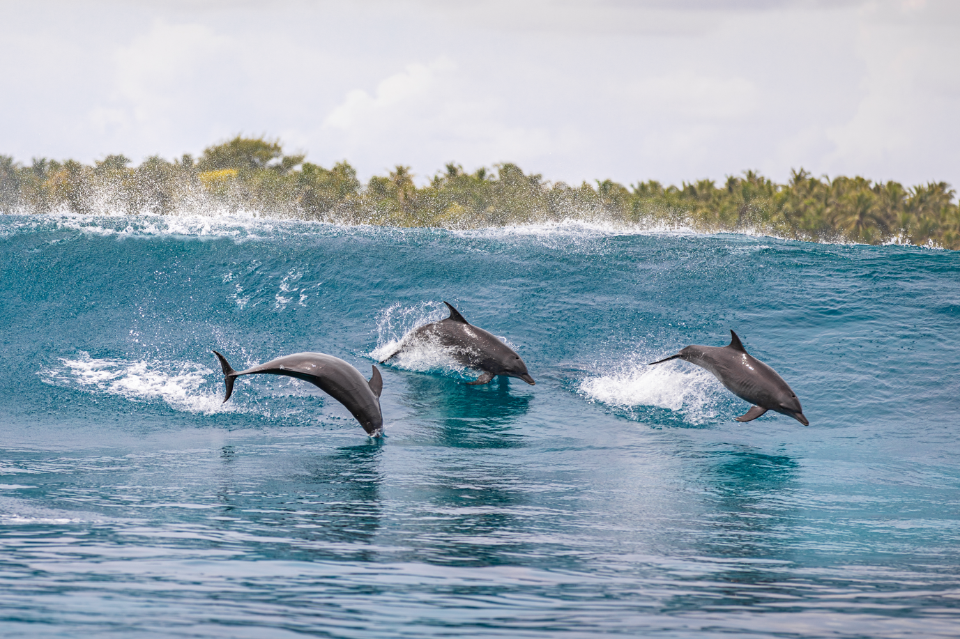 Whale shark Expedition (Full Day Tour)