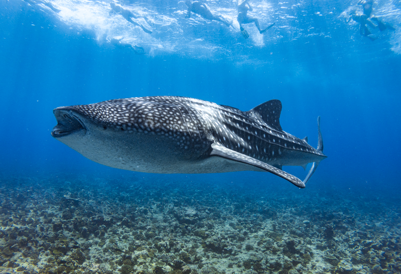 Whale shark Expedition (Full Day Tour)