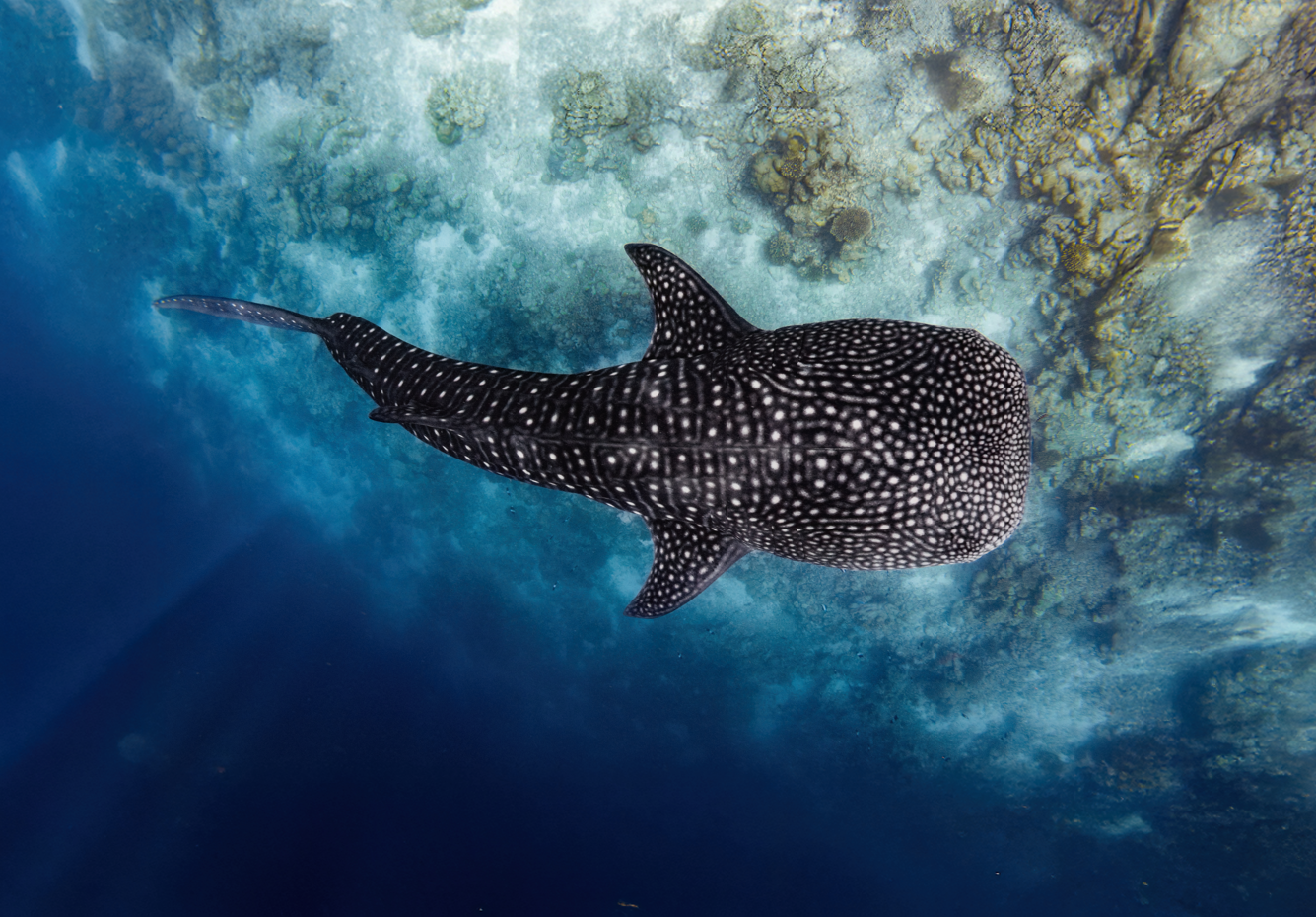 Whale shark Expedition (Full Day Tour)
