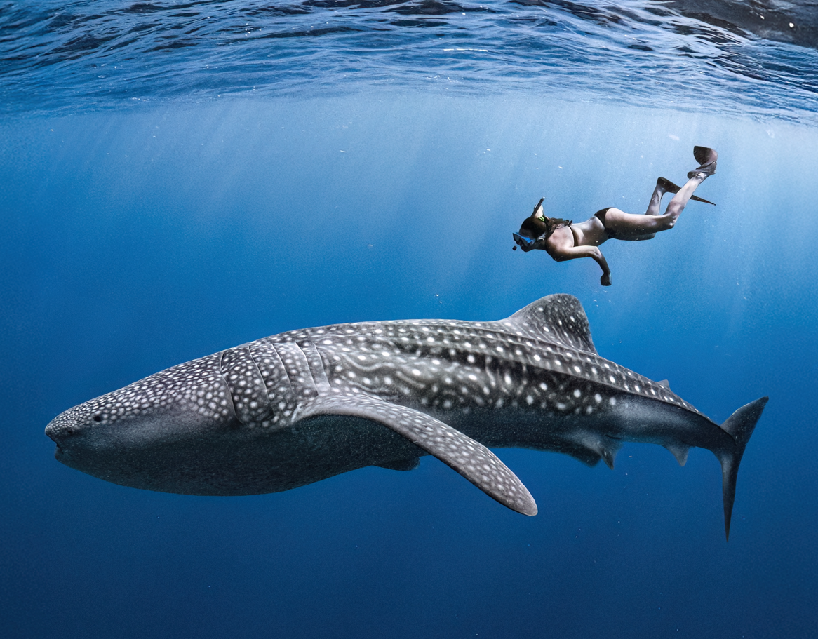 Whale shark Expedition (Full Day Tour)