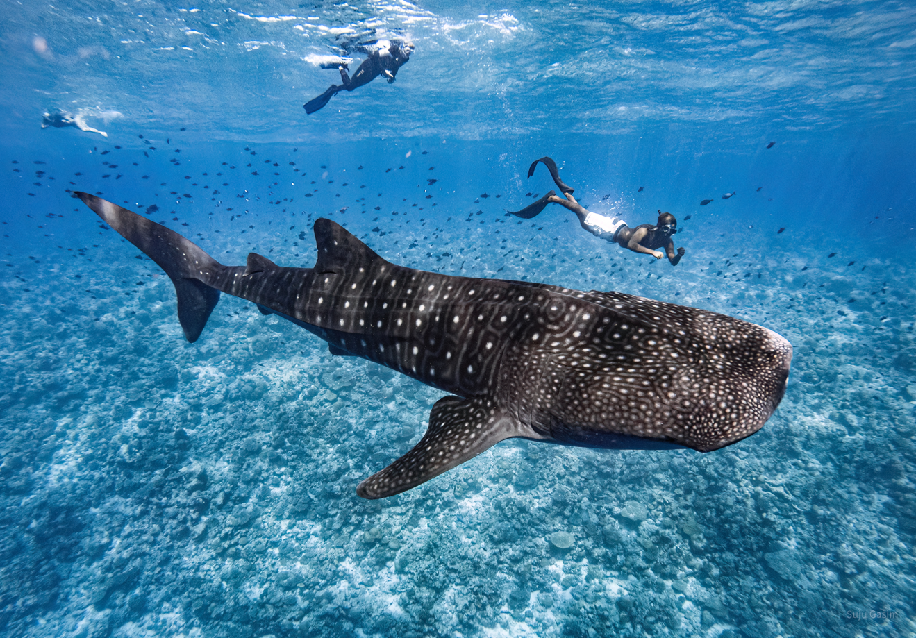 Whale shark Expedition (Full Day Tour)
