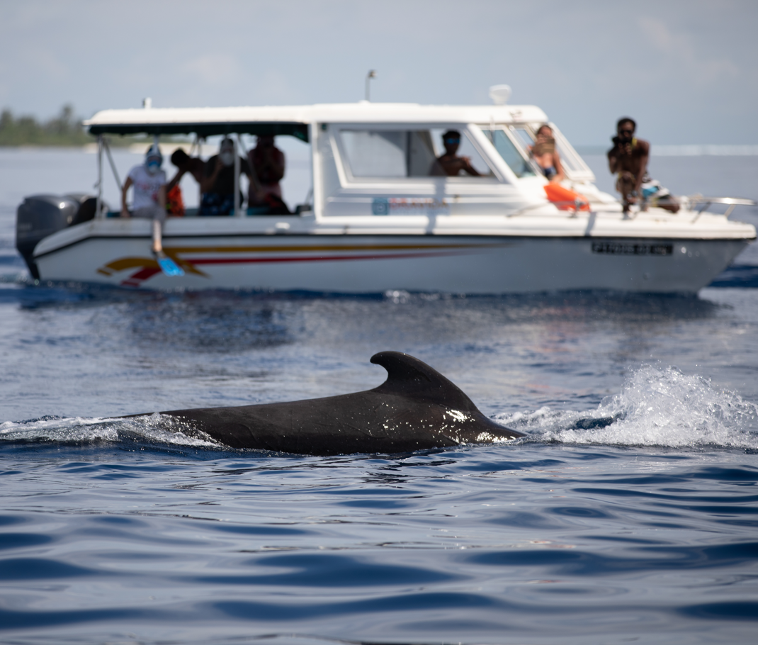 Whale shark Expedition (Full Day Tour)