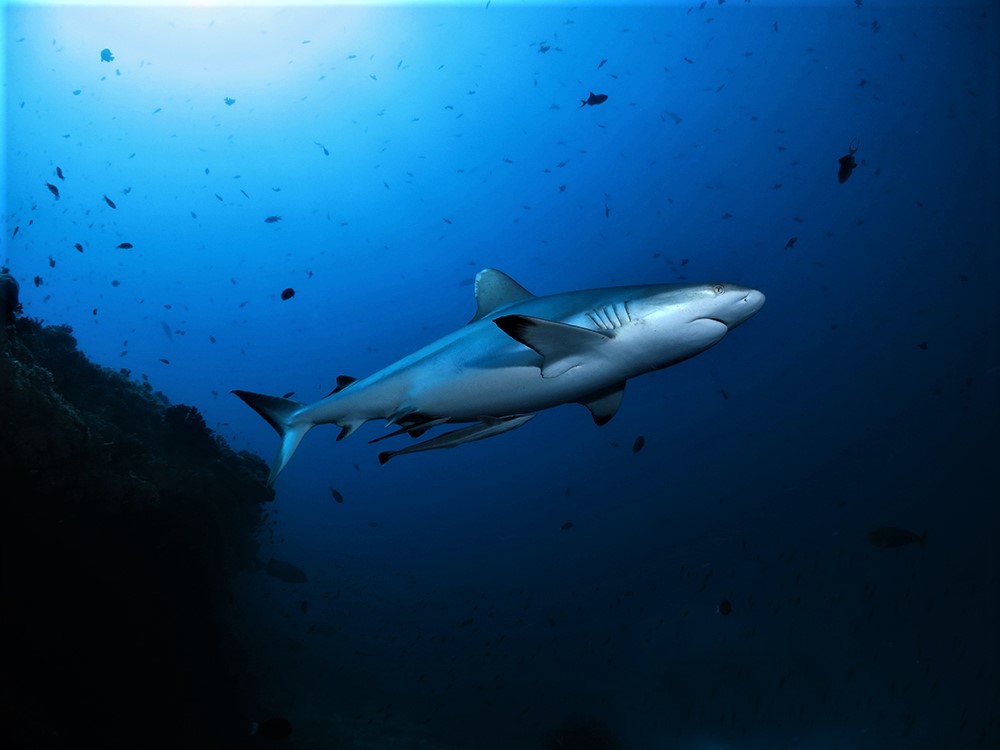 2 Shark Tank Dive