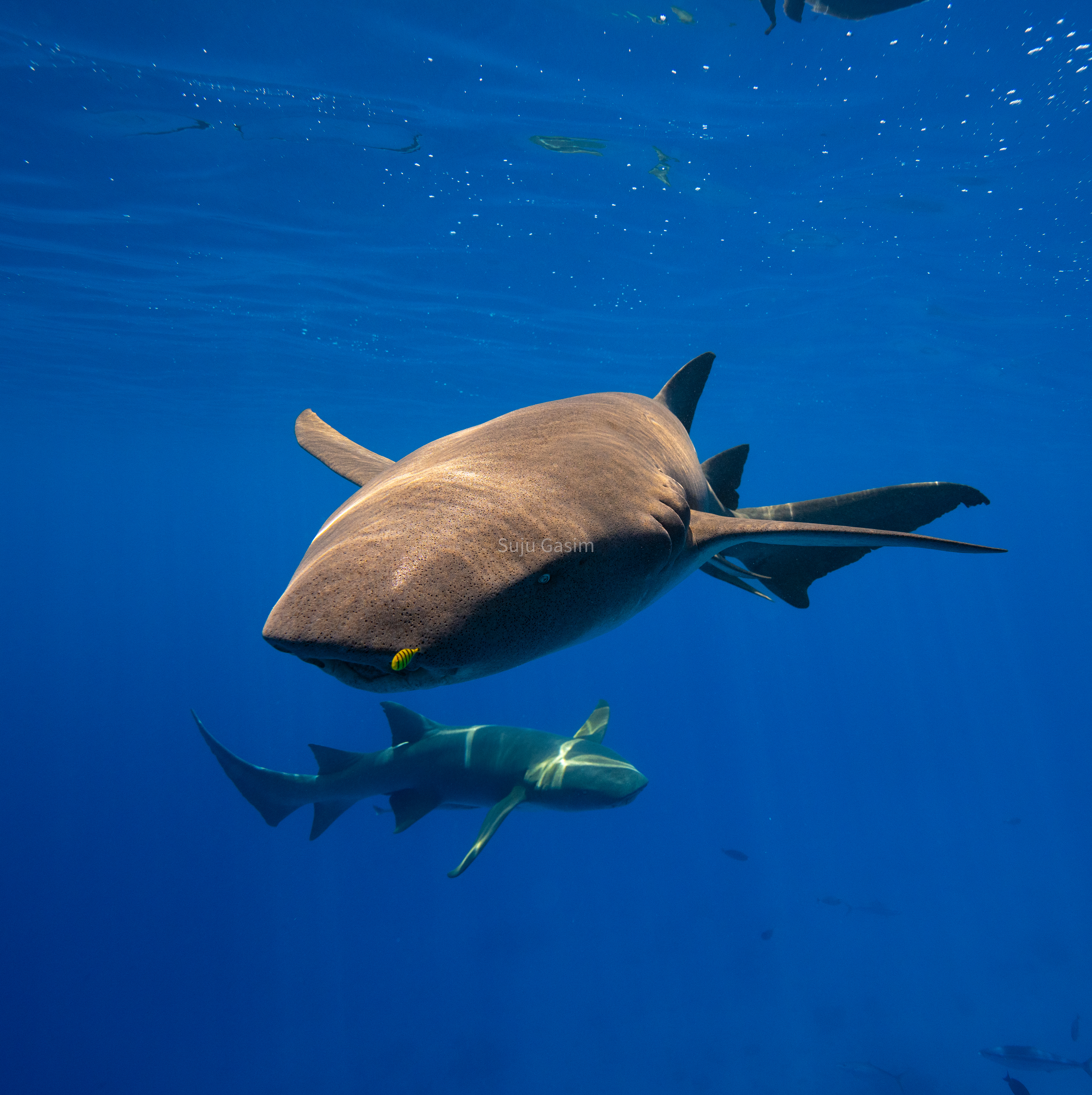 2 Shark Tank Dive