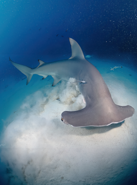 2 Shark Tank Dive
