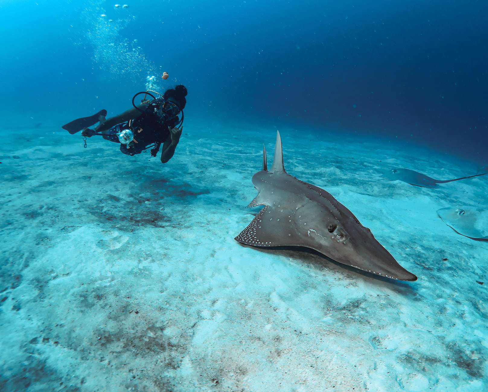 2 Shark Tank Dive