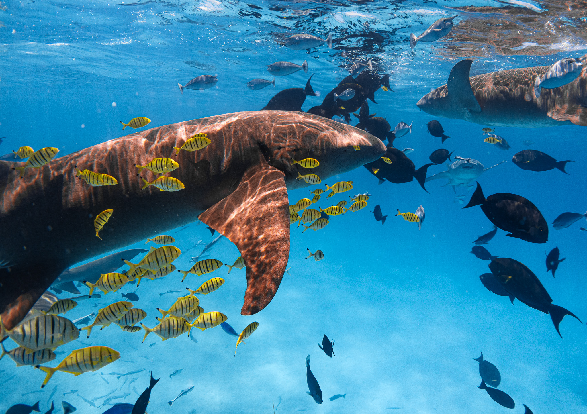 Nurse Shark and Dolphin Cruise