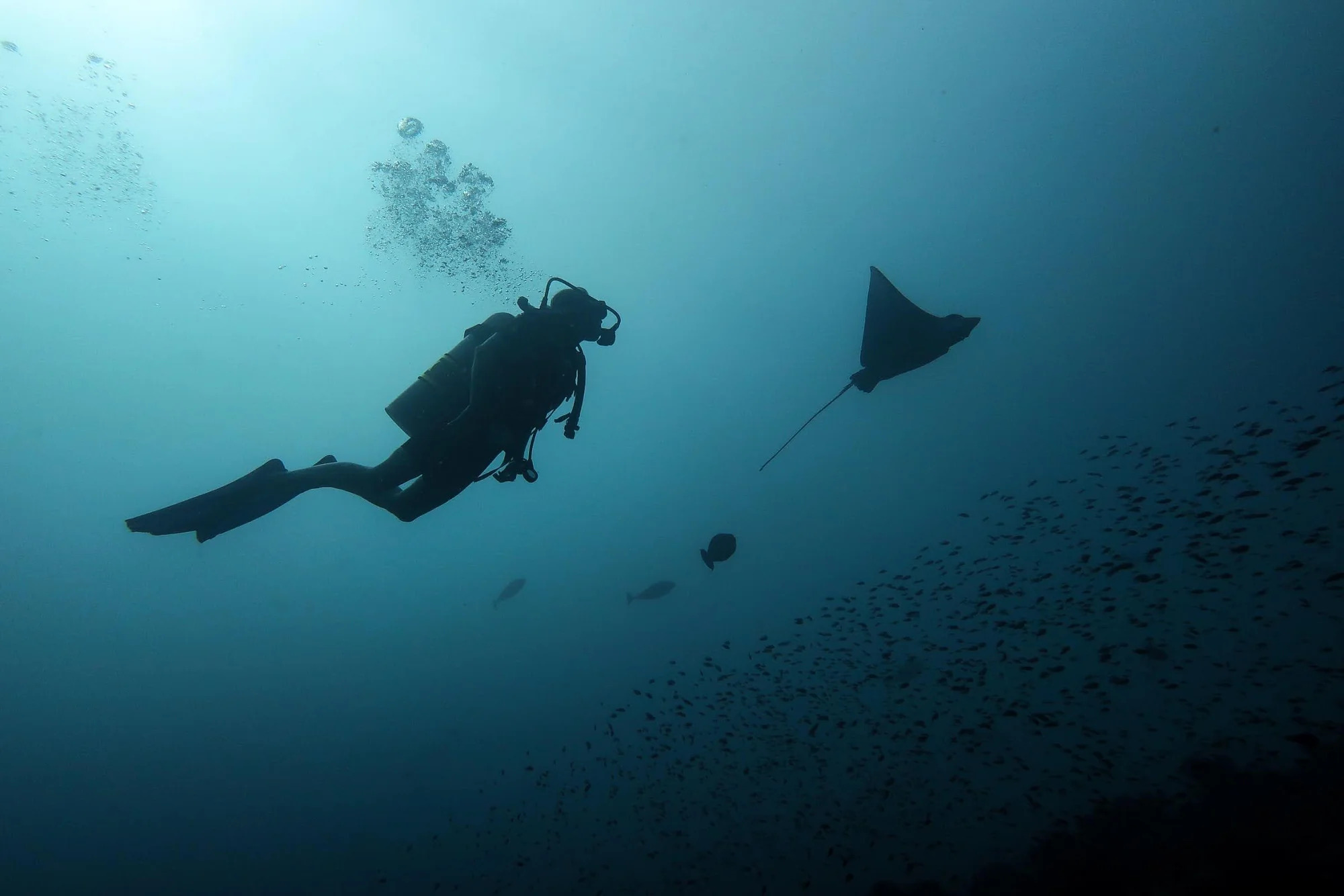 Dive Bundles - 5 Boat dive