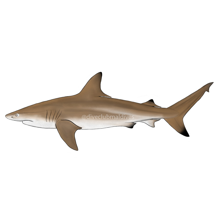 Blacktip Reef Shark