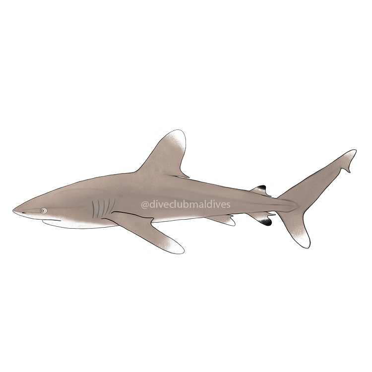 Oceanic Whitetip Shark