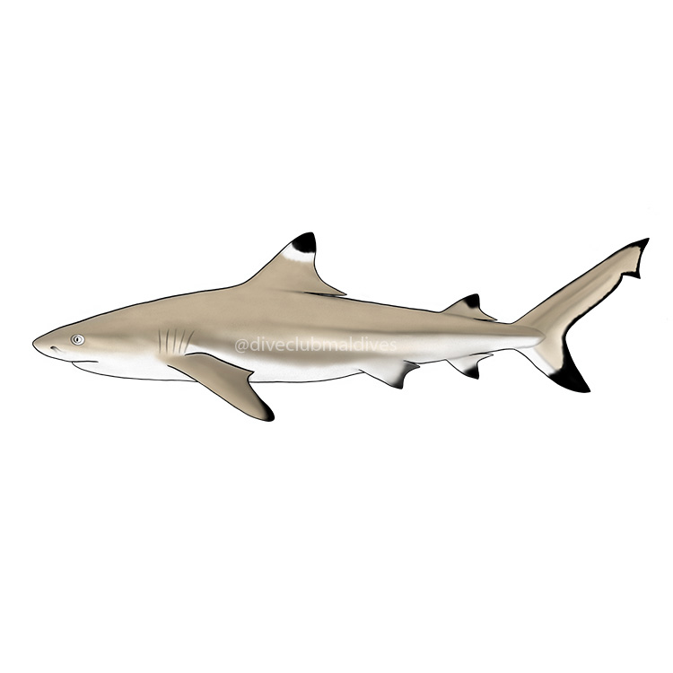 Blacktip Shark