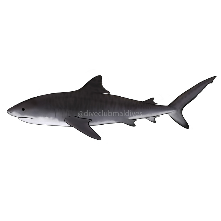 Tiger Shark