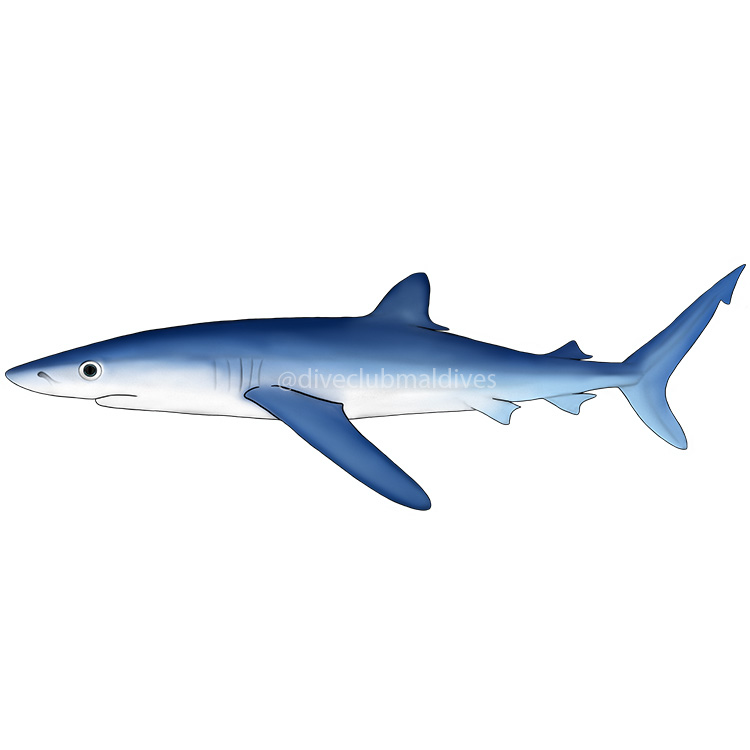 Blue Shark