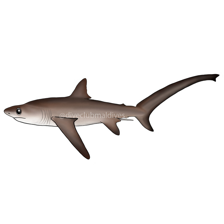 Bigeye Thresher Shark