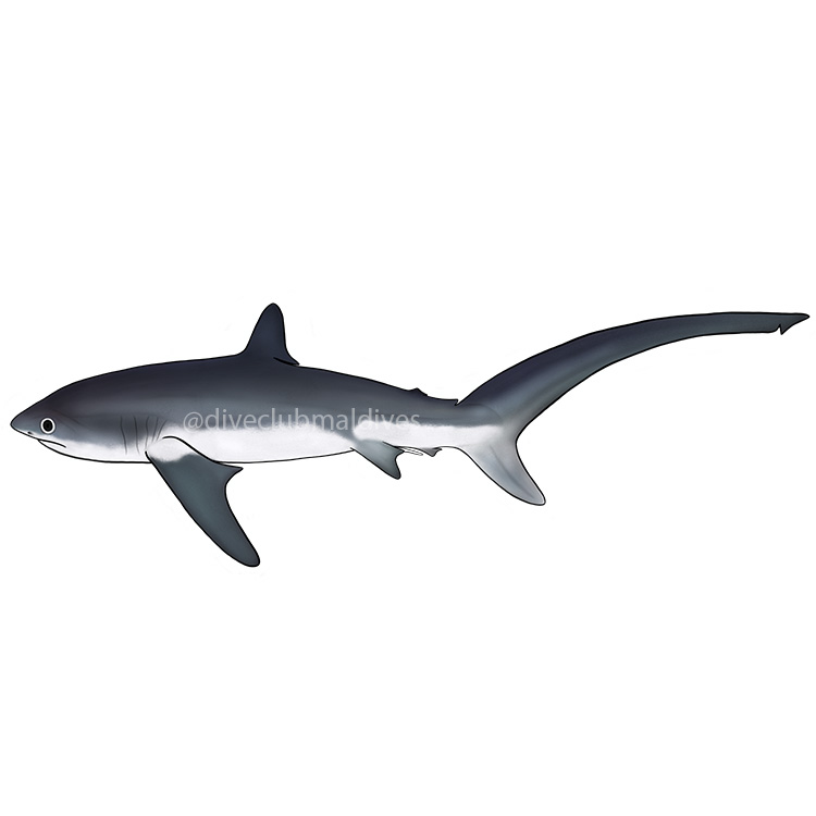 Thresher Shark