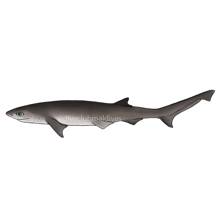 Sharp nose Seven gill Shark