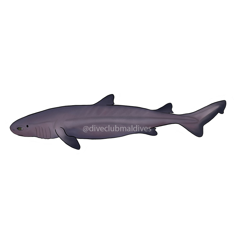 Kitefin Shark