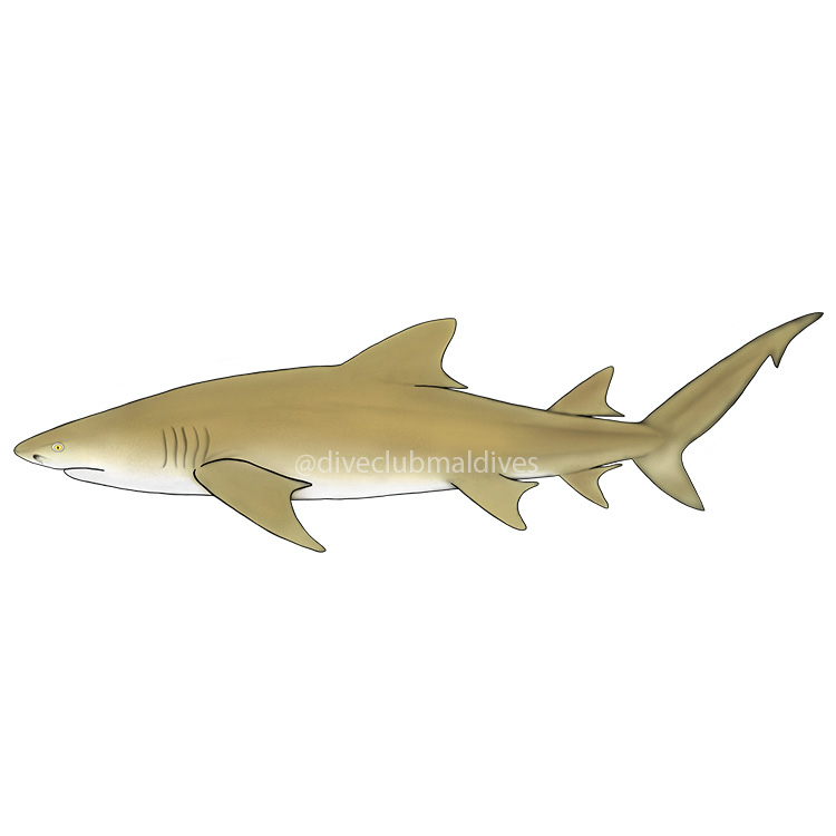 Sicklefin Lemon Shark