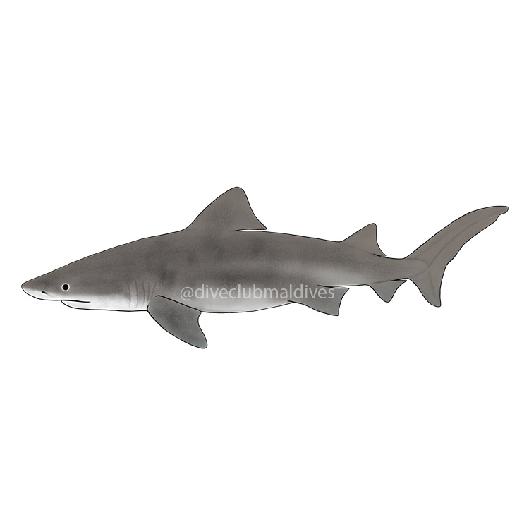 Small Tooth Sand Tiger Shark