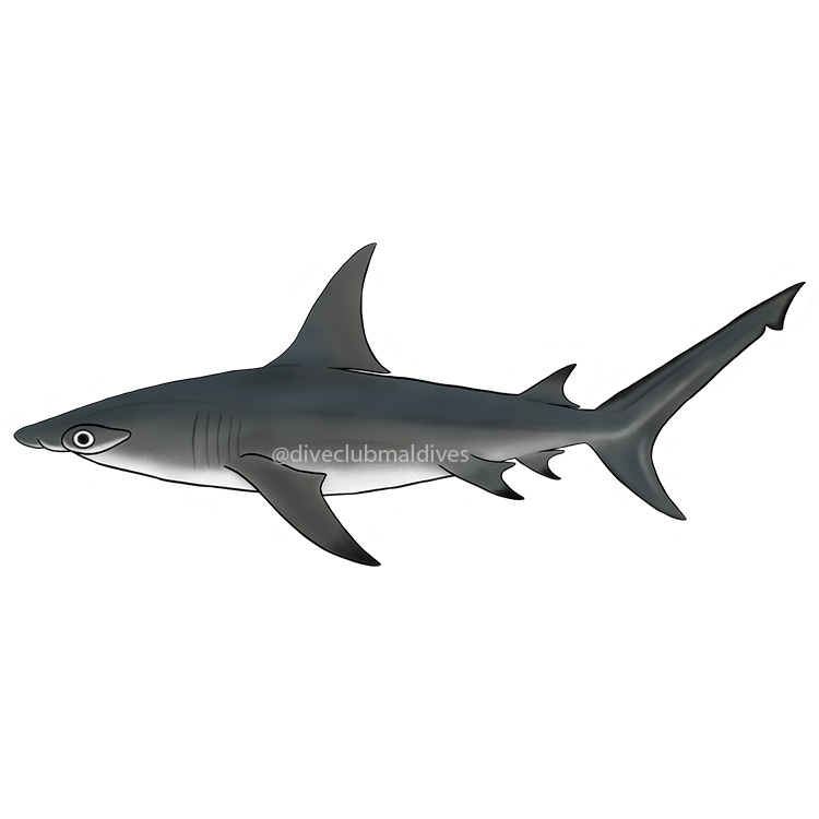 Great Hammer-head Shark