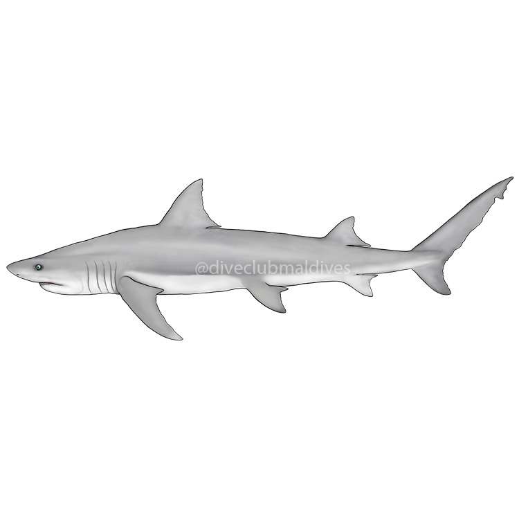 Snaggletooth Shark