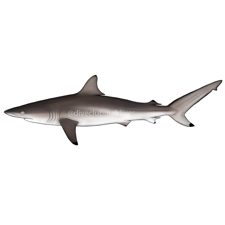 Spinner Shark