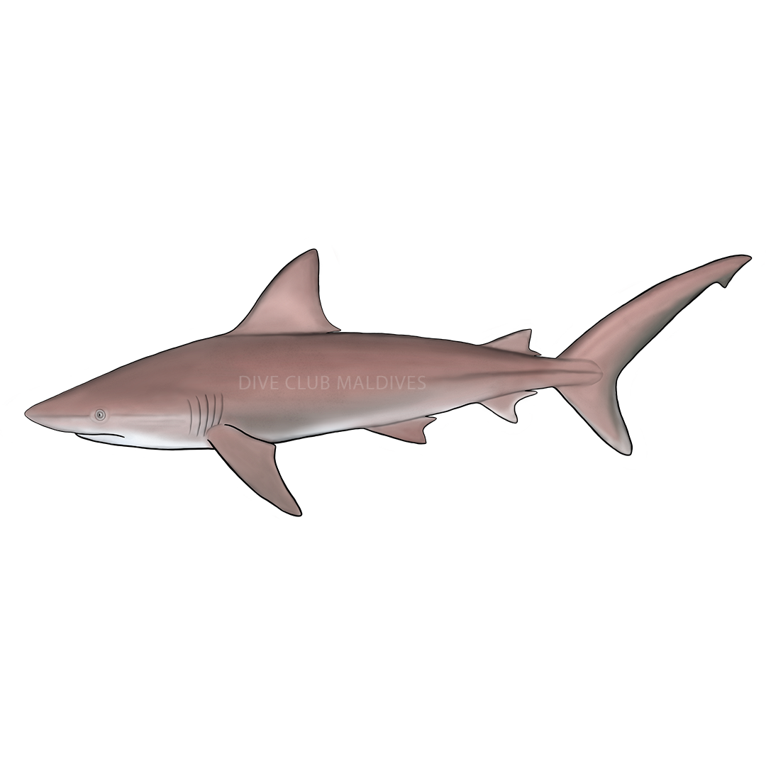 Bignose Shark