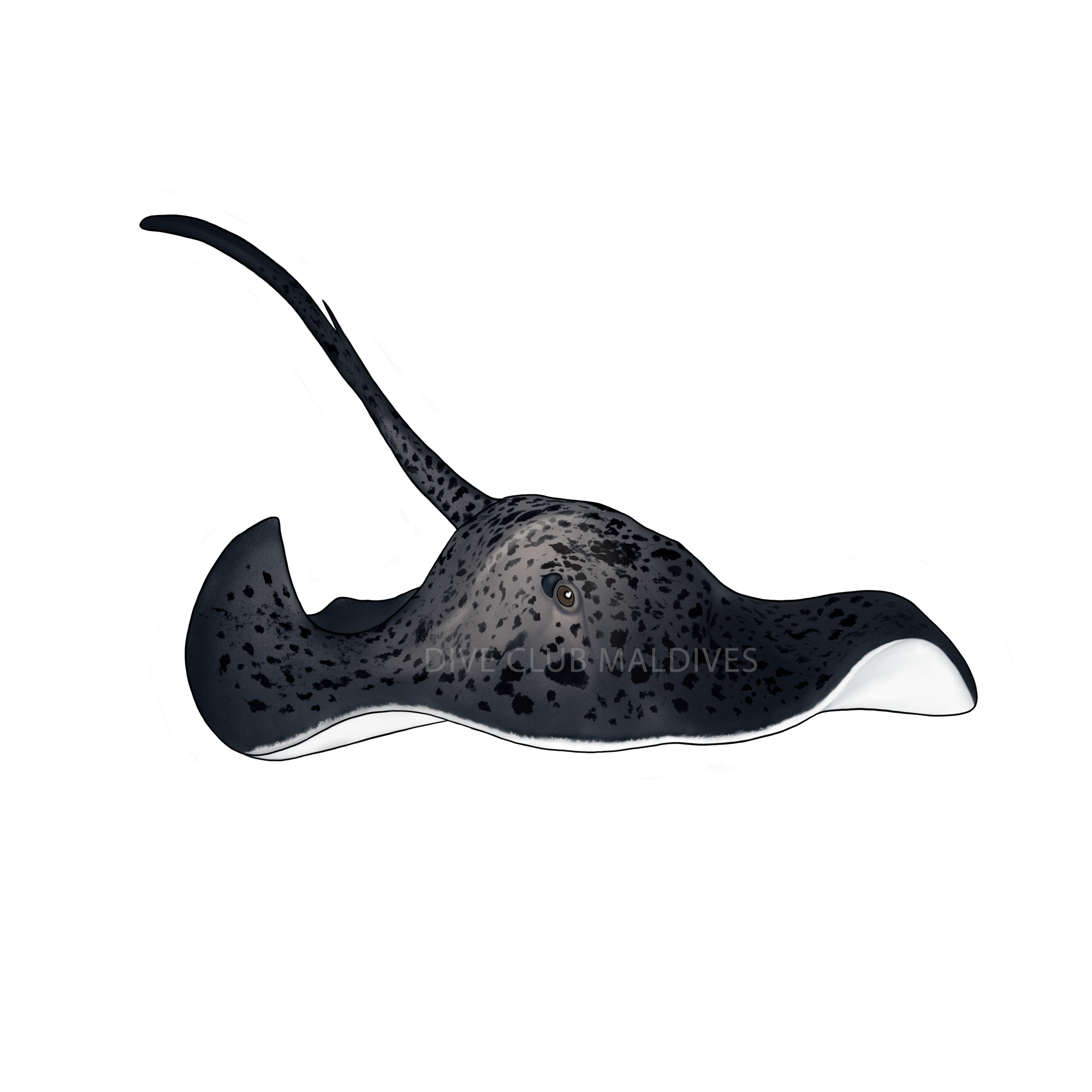 Blotched Fantail Ray