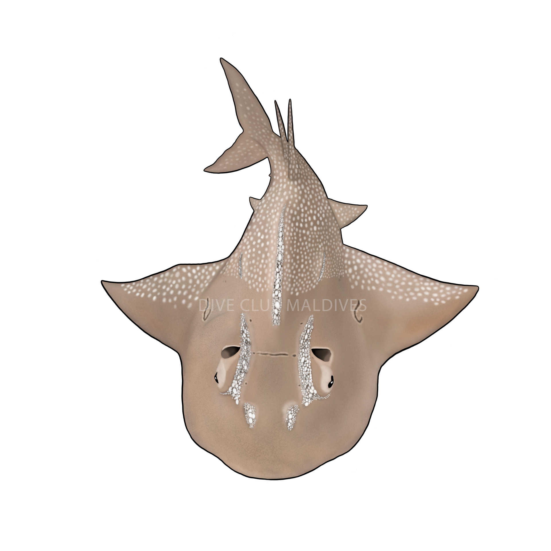Bowmouth guitarfish