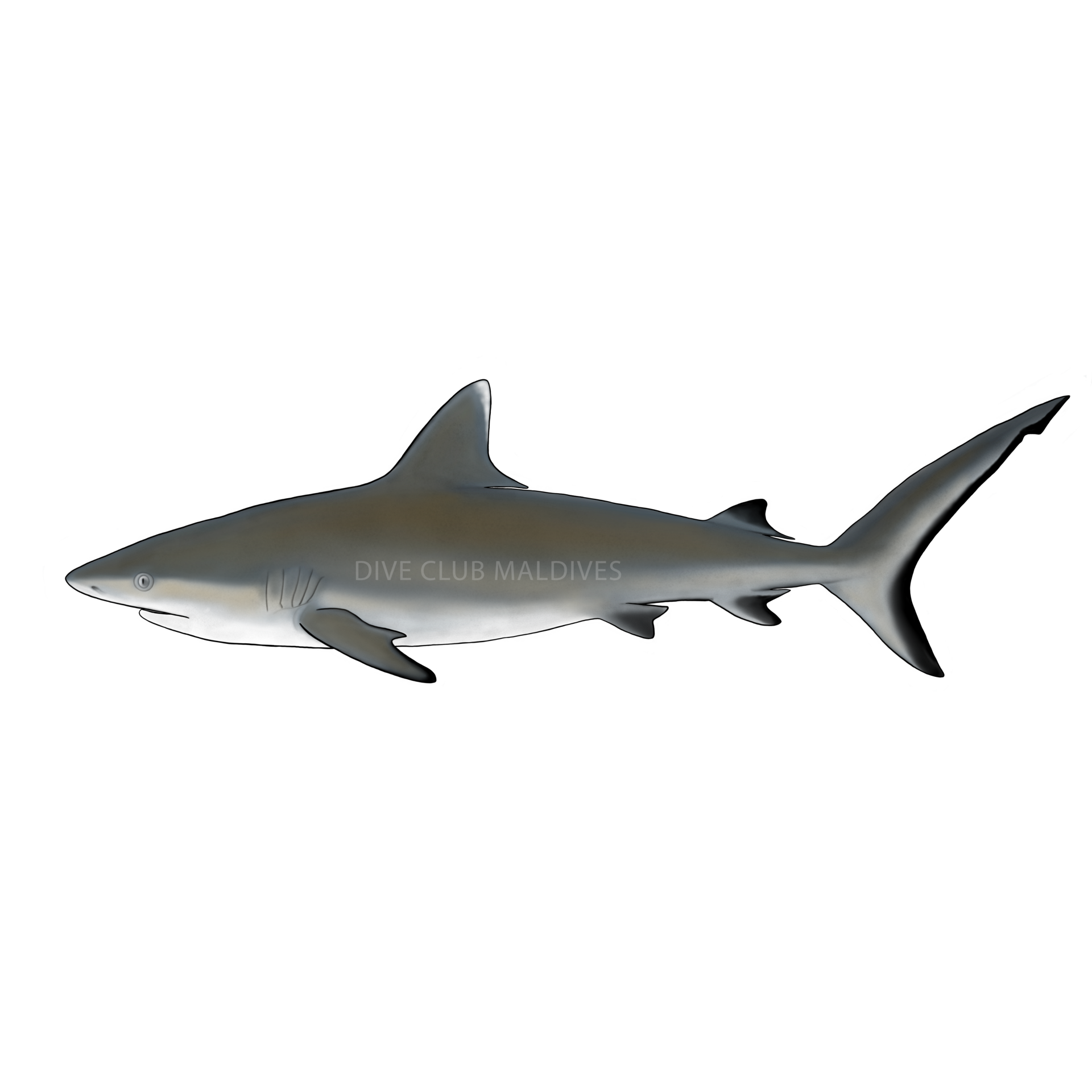 Grey Reef Shark