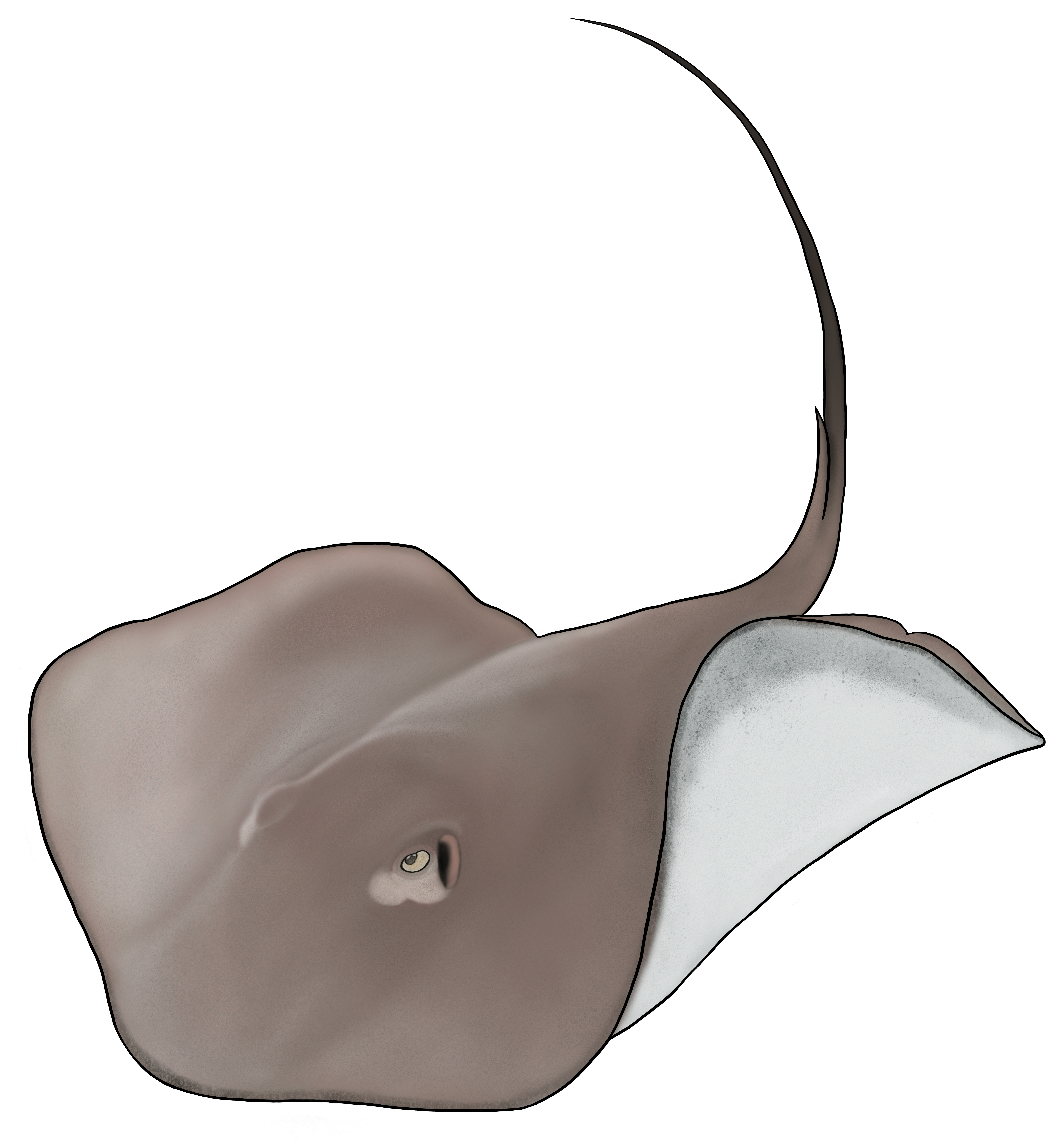 Mangrove Whipray