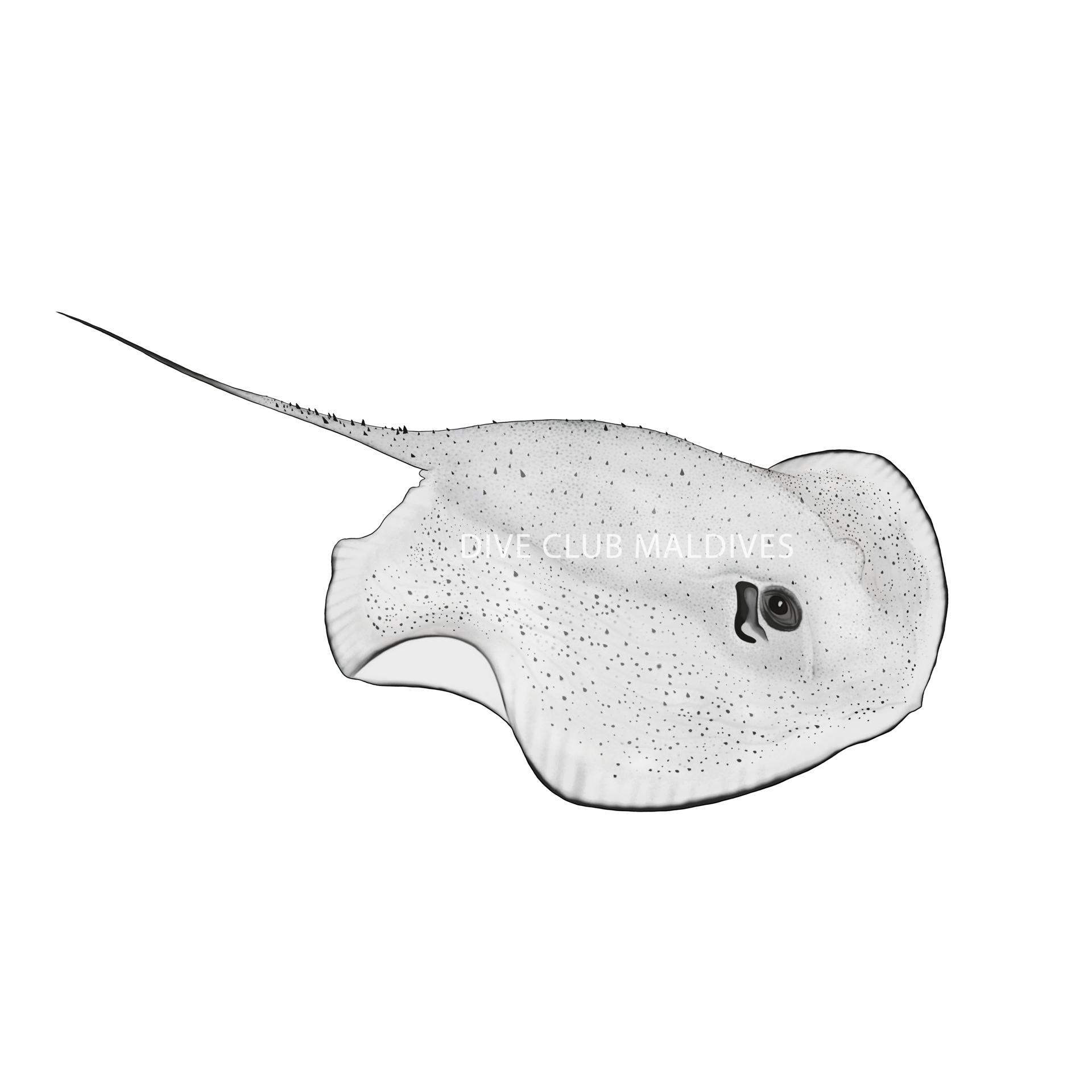 Porcupine Ray