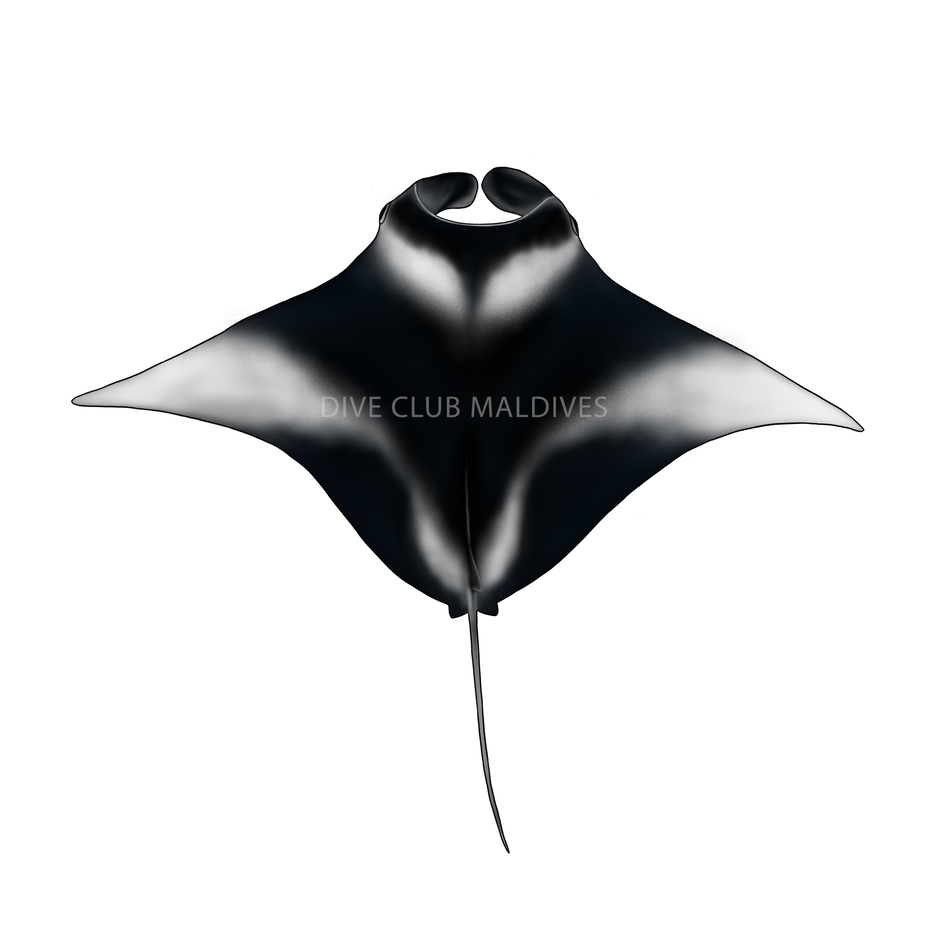 Oceanic Manta Ray