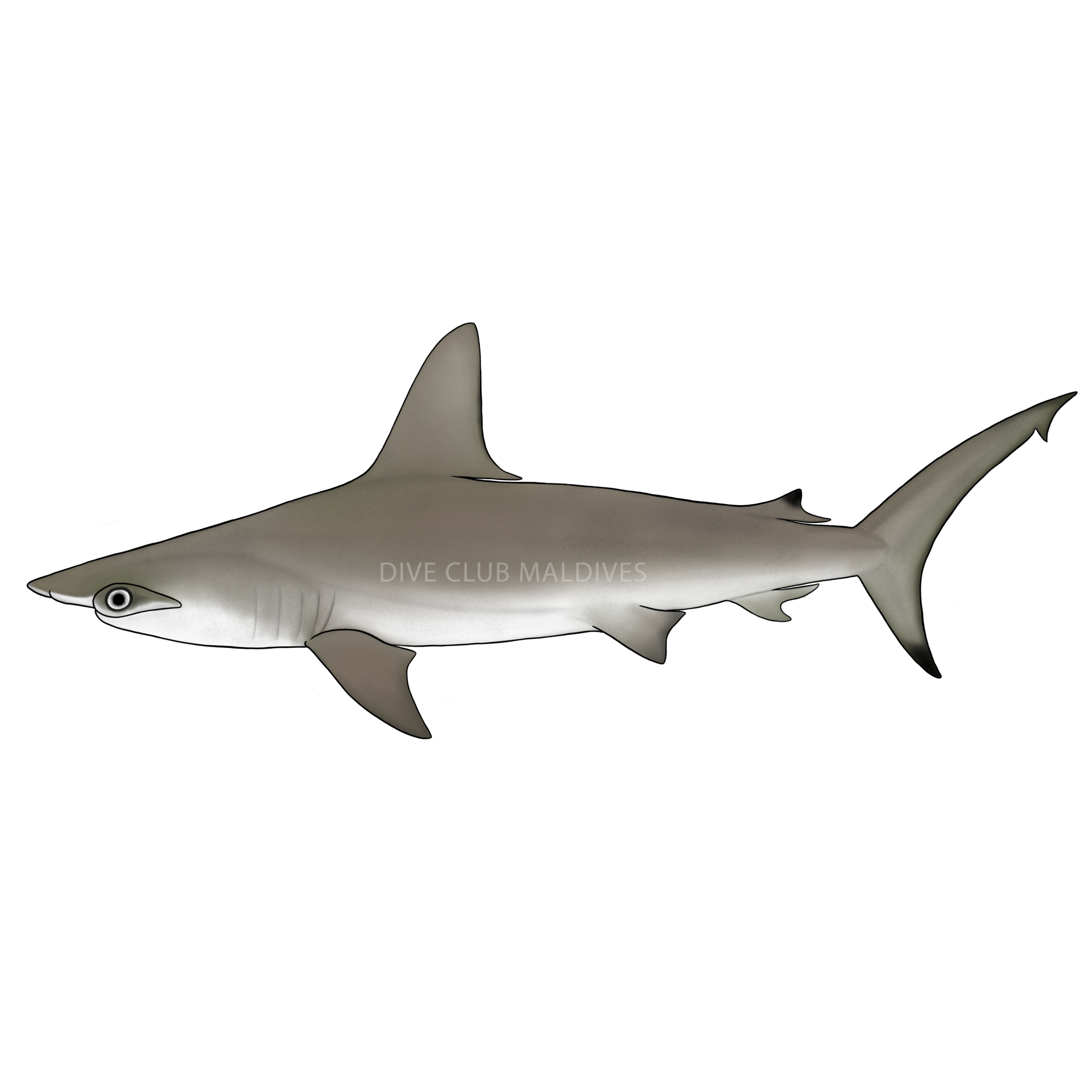 Scalloped Hammerhead