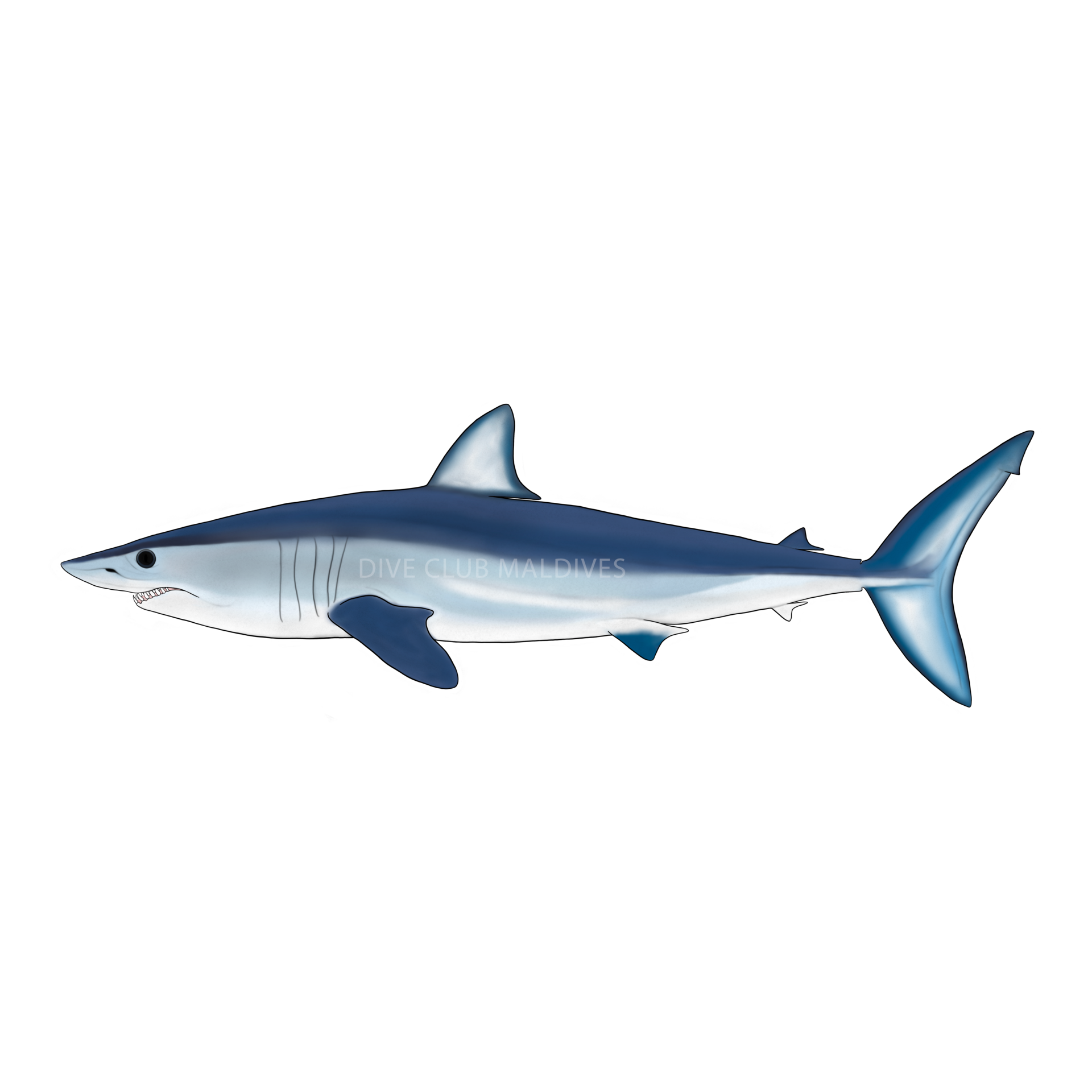 Shortfin Mako