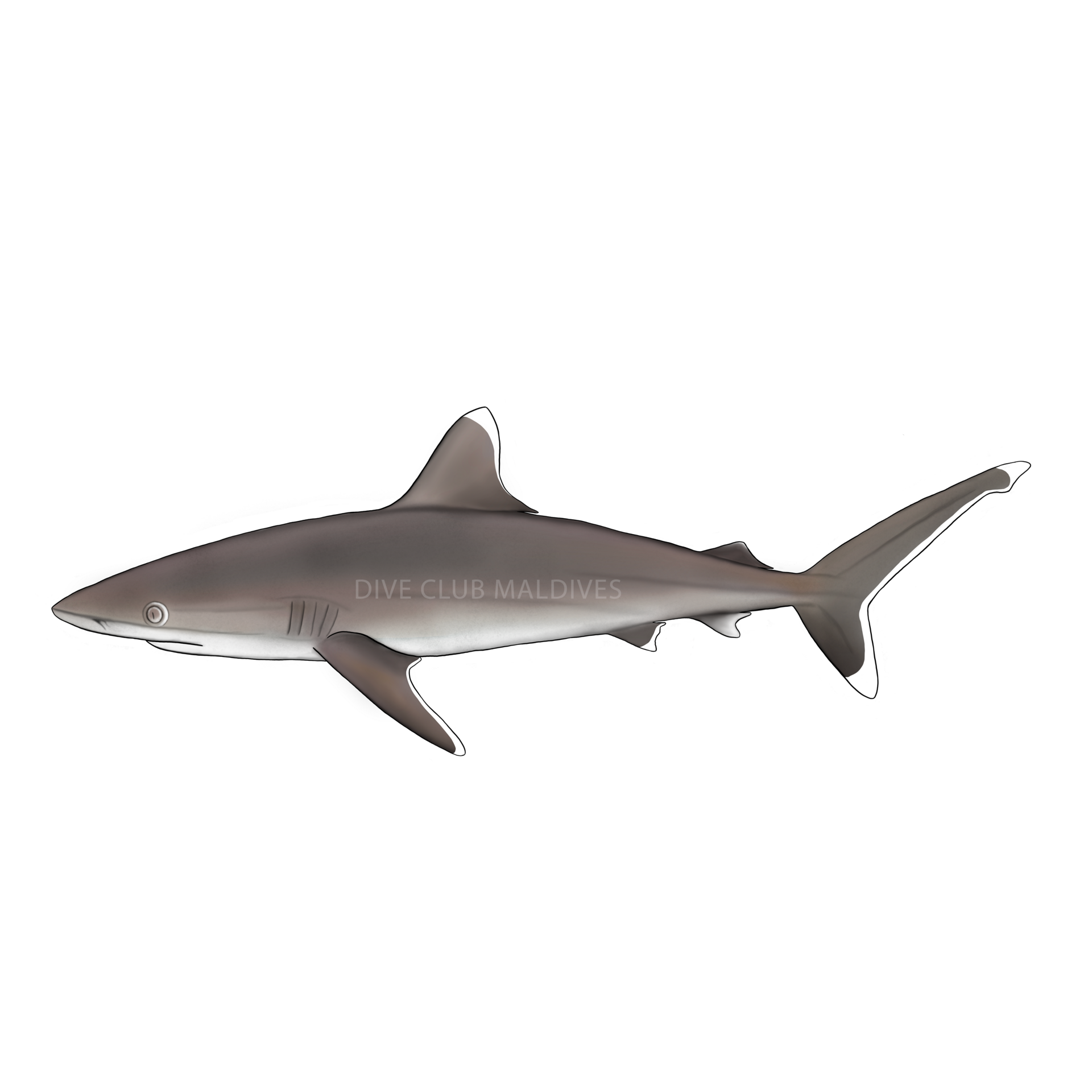 Silvertip Shark