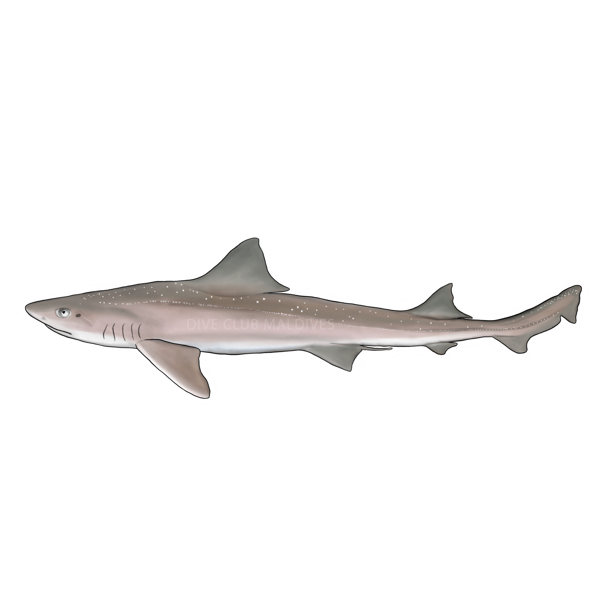Star-spotted Smooth-hound Shark